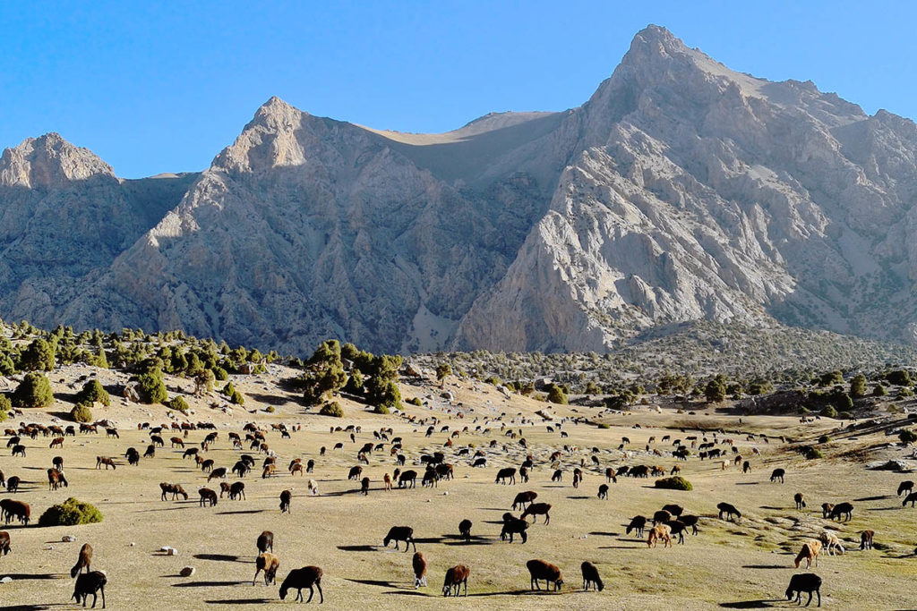 Trannies bilan Patai jinsiy aloqa